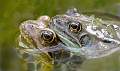 common frogs mating